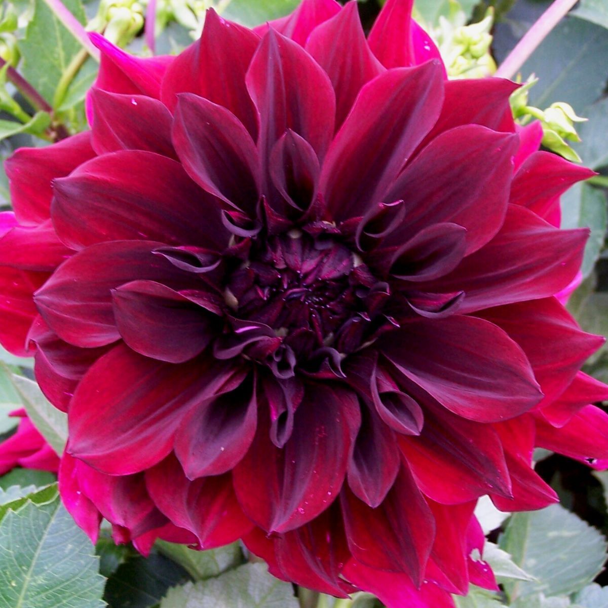 Dahlia- Thelma Maude (Tuber)
